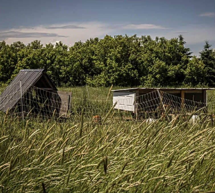Some Whats and Whys of Permaculture