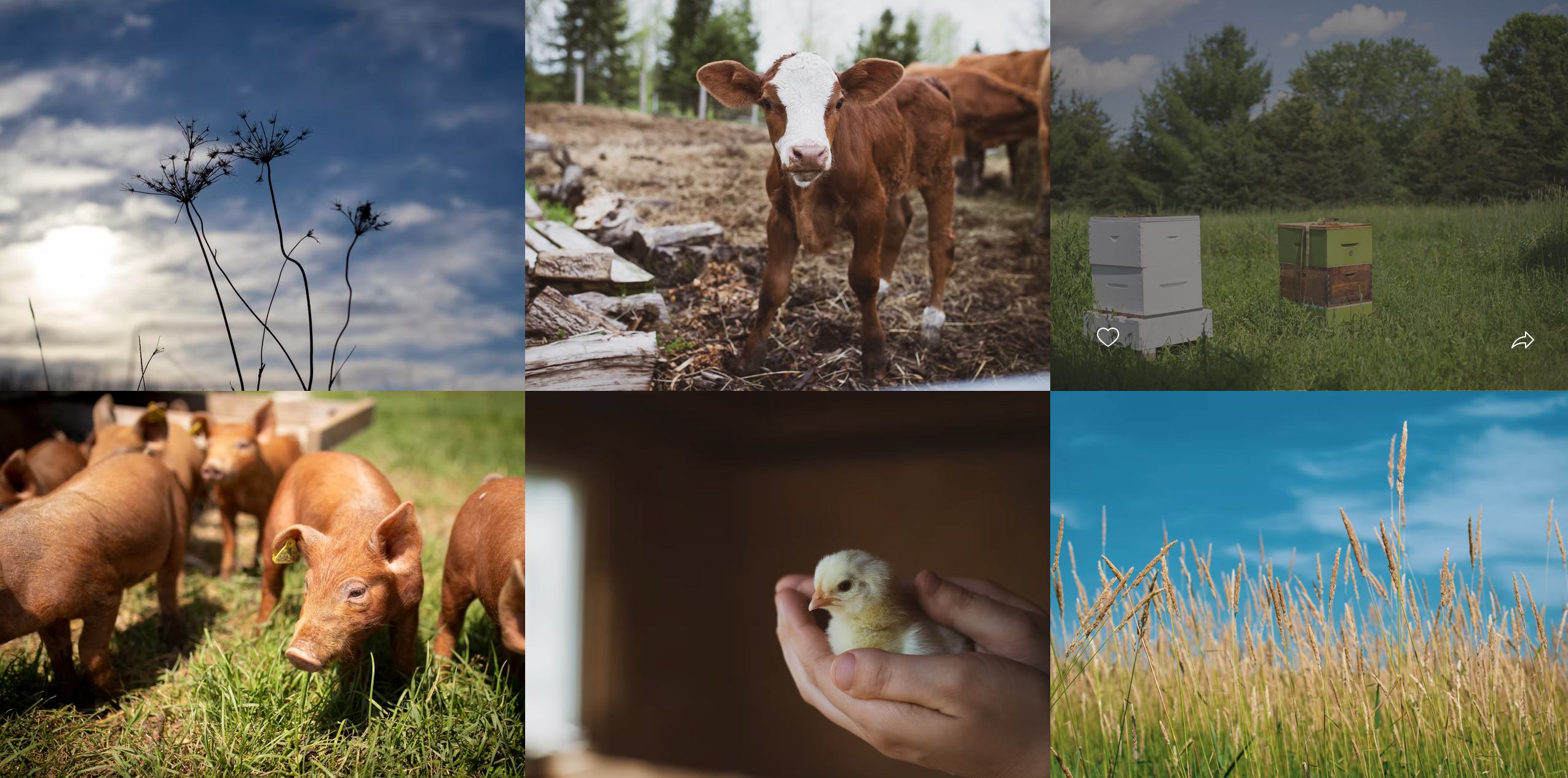 Collage of images including a cow, pigs, a chick held by a hand, and a field with a blue sky.