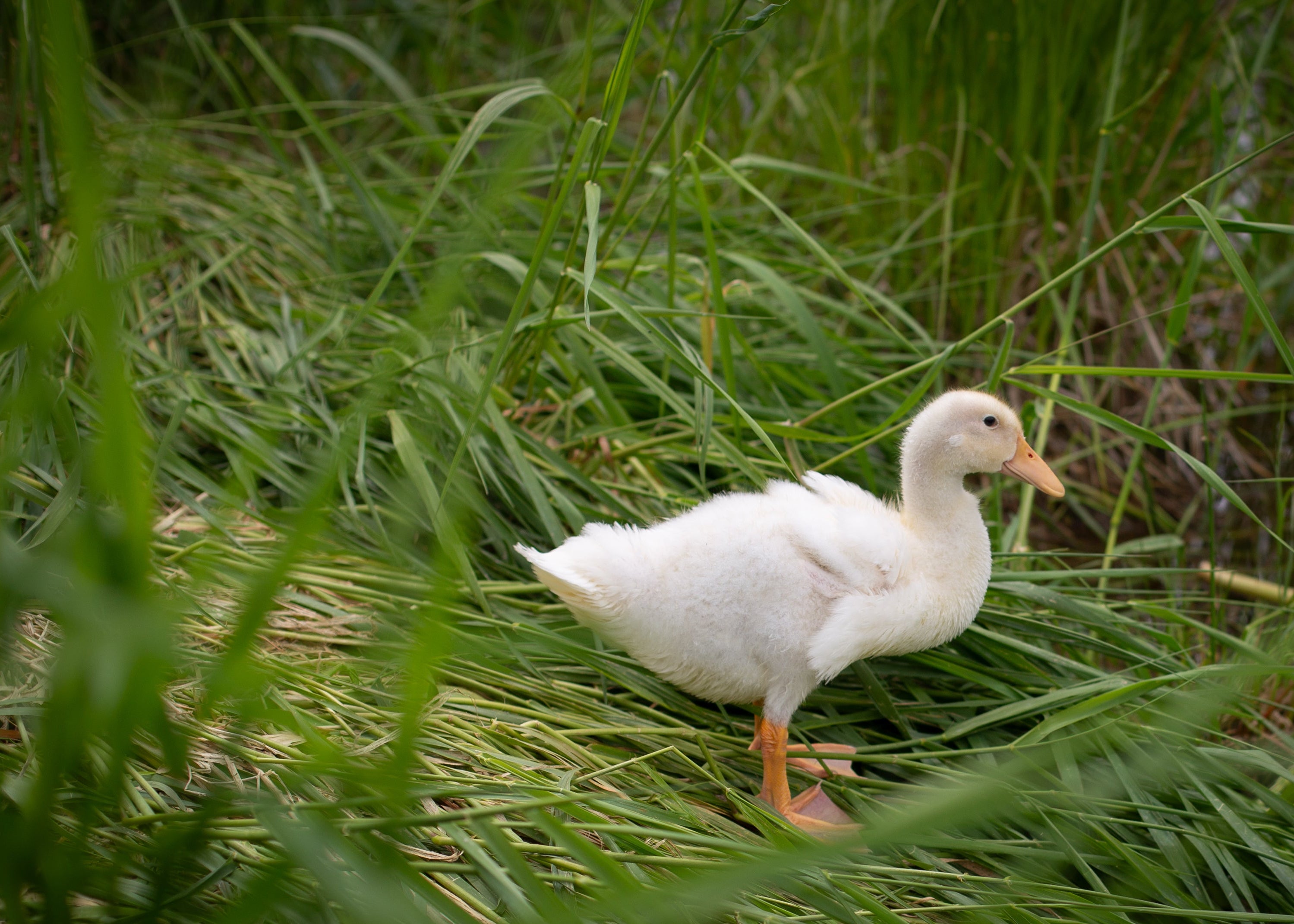 White duck walking through tall green grass