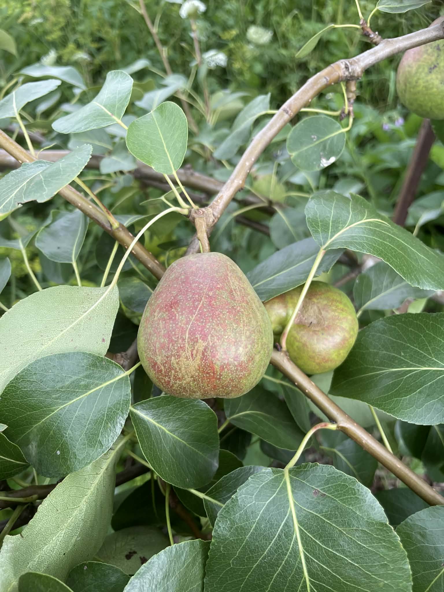 Pear hanging from a tree branch with green leaves
