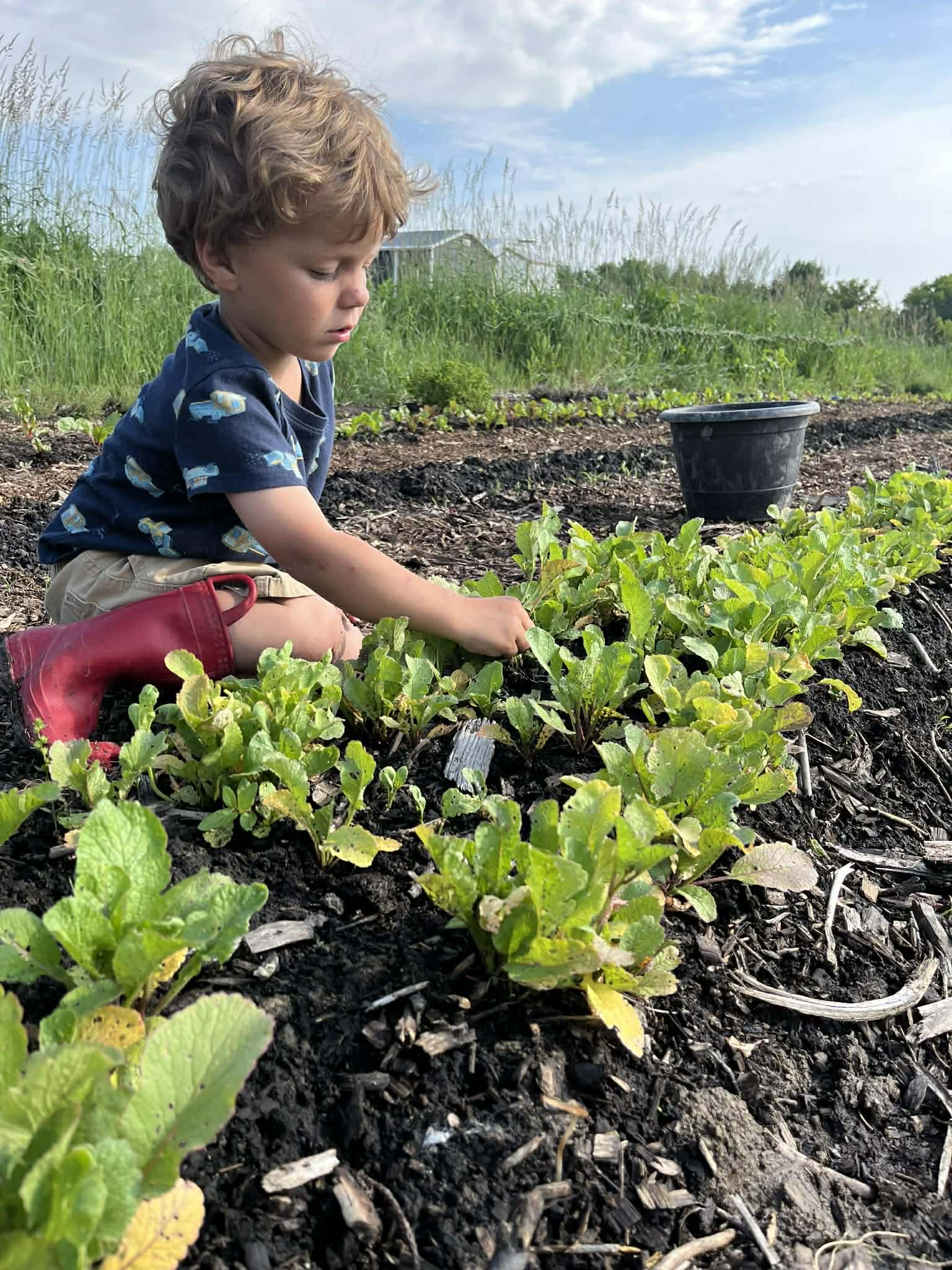 Child in a garden tending to plants with a blue sky and greenery in the background