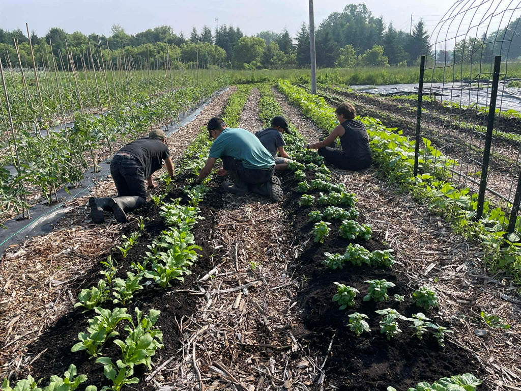 People working in a garden with rows of plants