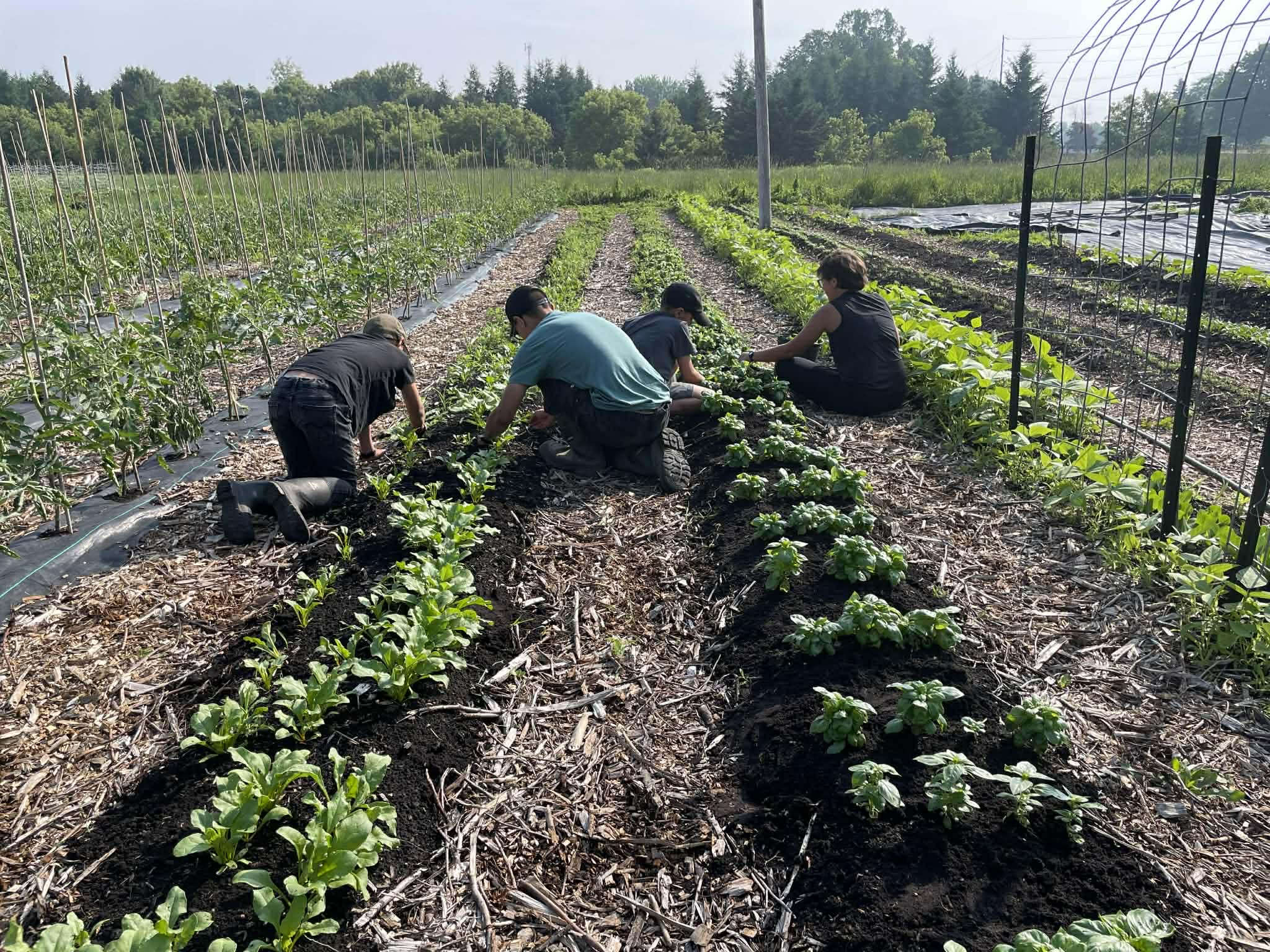 People working in a garden with rows of plants