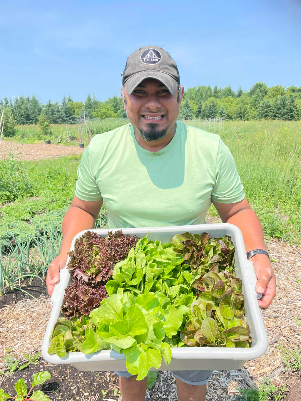 Person holding a tray of fresh lettuce in an outdoor setting