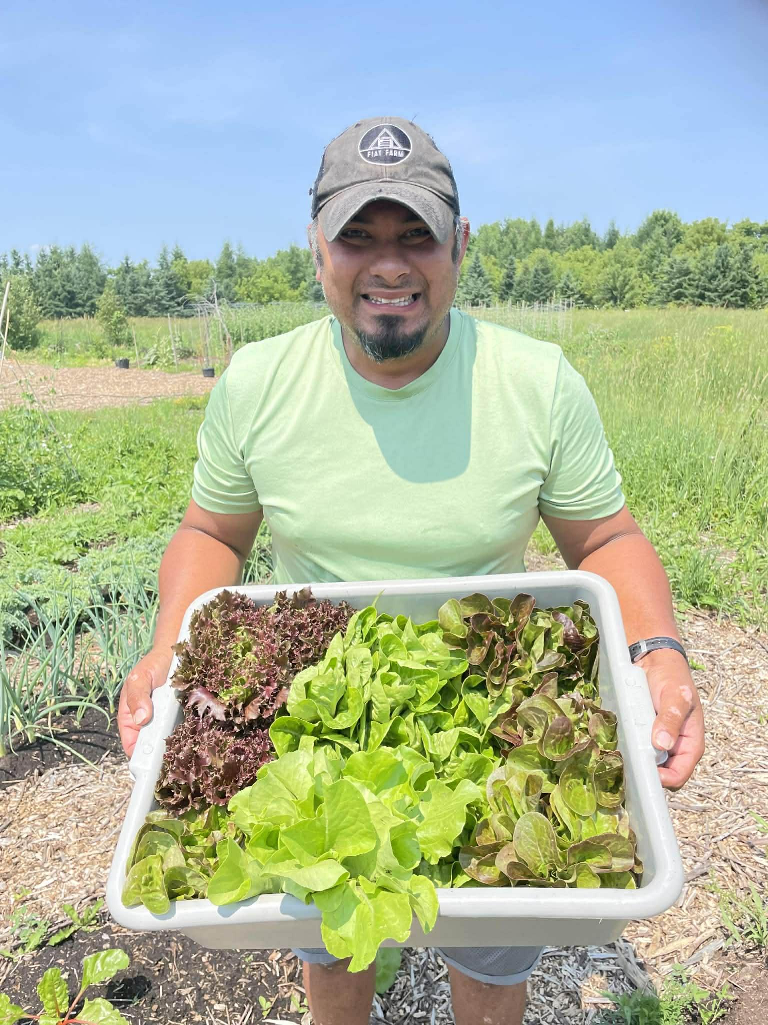 Person holding a tray of fresh lettuce in an outdoor setting