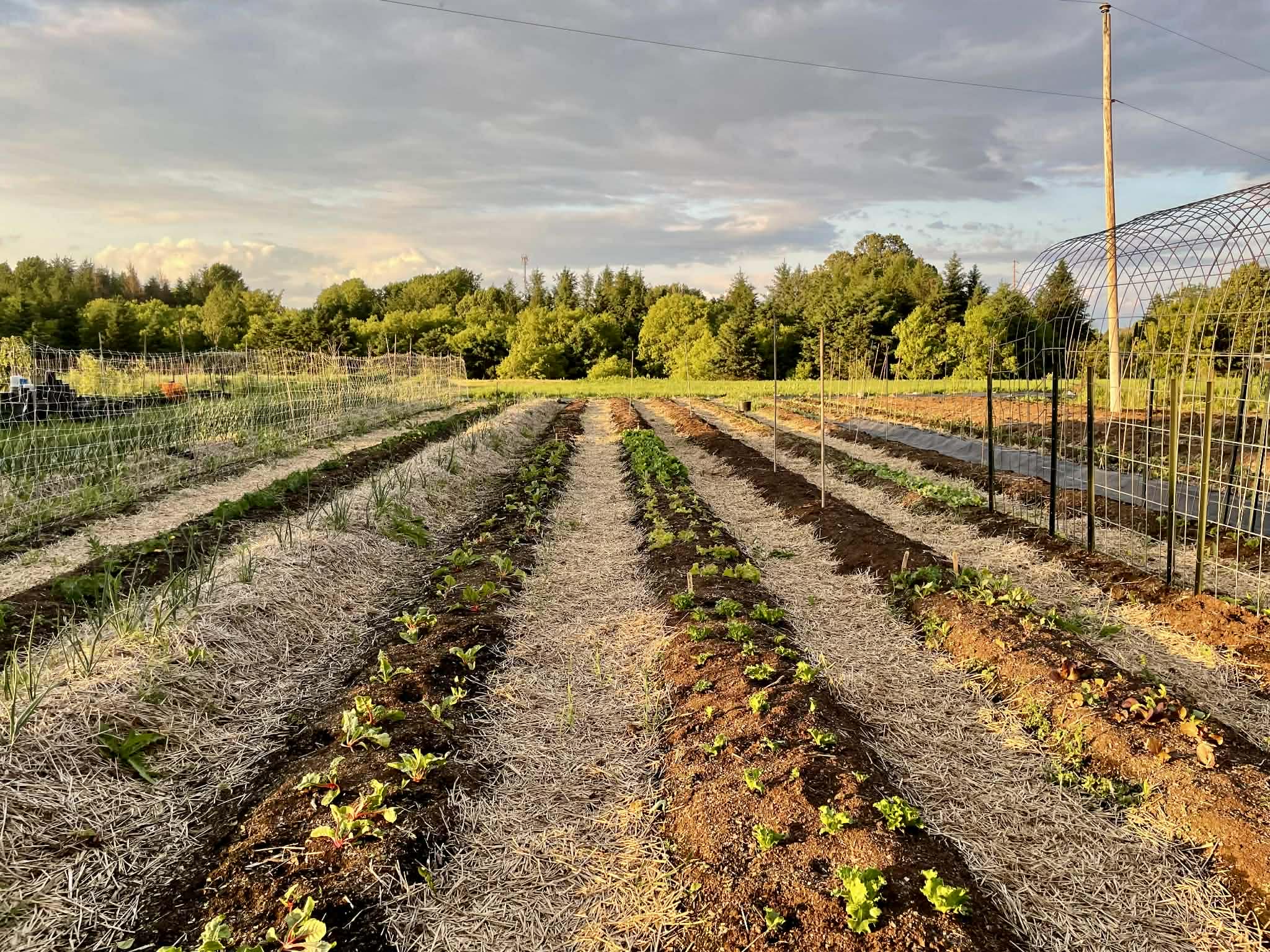  rows of young plants in a field with trees and a cloudy sky in the background